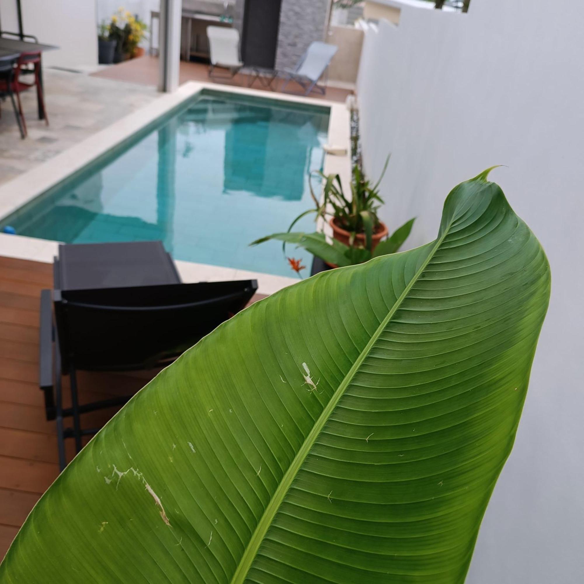 Villa O'Lhaya Piscine Pivee 圣若瑟 外观 照片