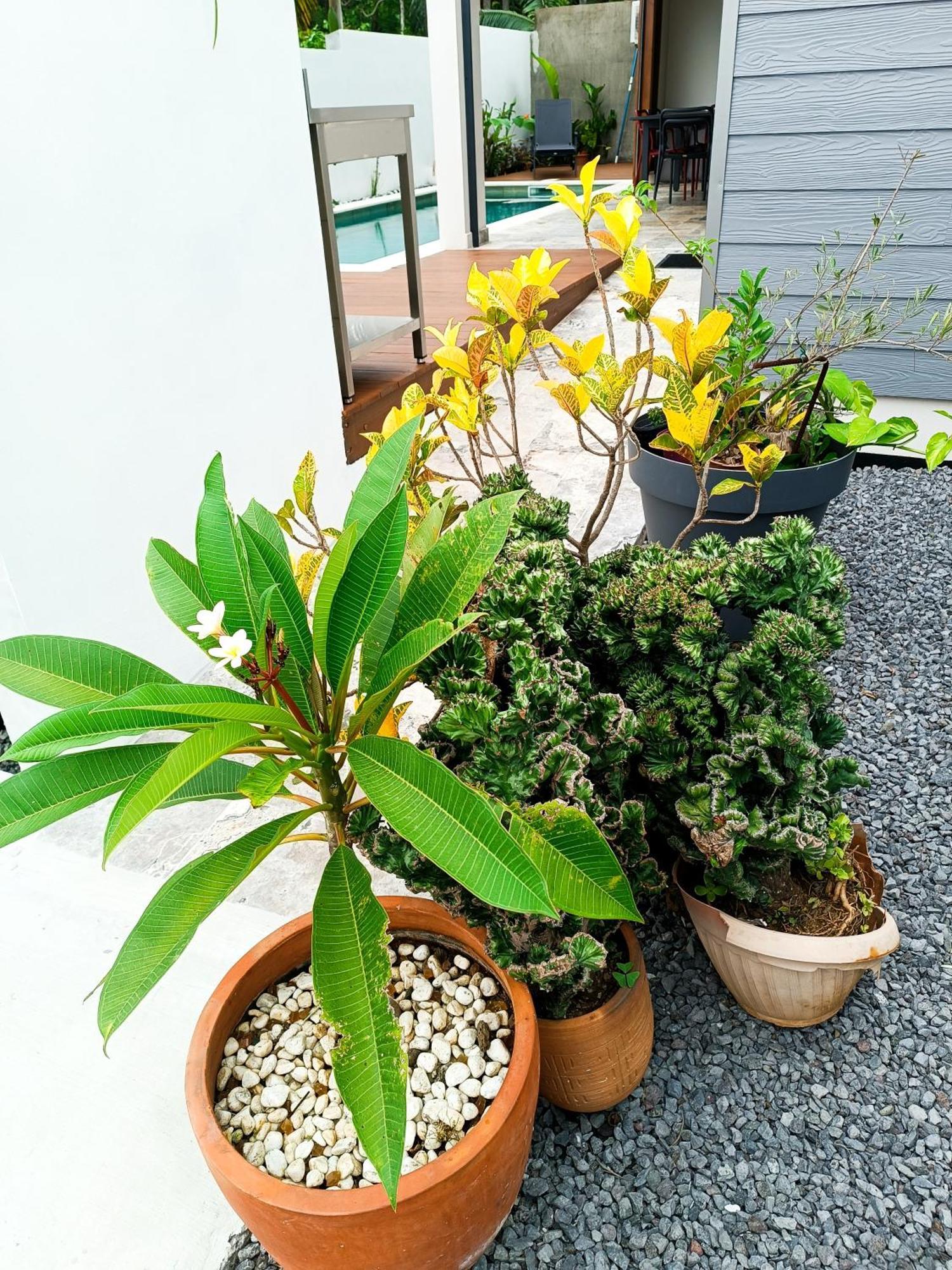 Villa O'Lhaya Piscine Pivee 圣若瑟 外观 照片